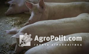 Ціни на свиней забійних кондицій не змінили низхідного вектору