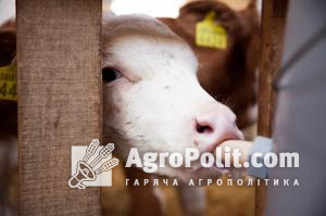Викликом для молочарів залишається очікуване зростання цін на корми