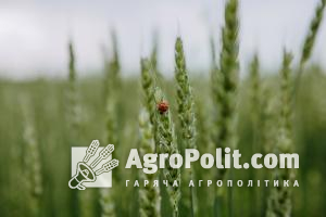 Загальний показник посівів ярої пшениці може сягнути 285 тис. га