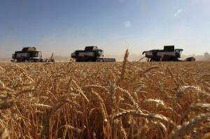 Китай купує багато пшениці, загальний обсяг імпорту зріс більш ніж на 60%