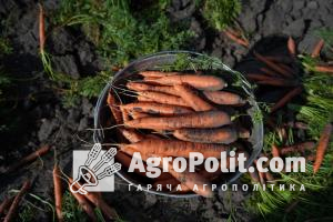 Остаточна ціна залежить від якості пропонованої продукції та обсягу партії моркви
