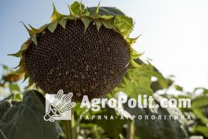 Україна залишається найбільшим у світі виробником соняшникової олії