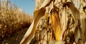 США та Бразилія можуть покрити основну частку світового попиту на зернові