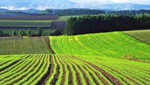 За час роботи ринку сільськогосподарських земель, у чотири рази зросла їхня вартість
