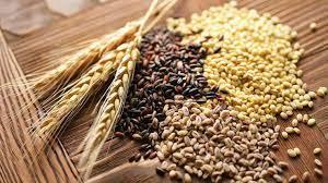 За короткостроковим прогнозом висока ймовірність зниження вартості зернових на внутрішньому ринку зернових