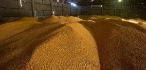 У 2022 році українські аграрії вивозили зерно на експорт за будь-яку ціну