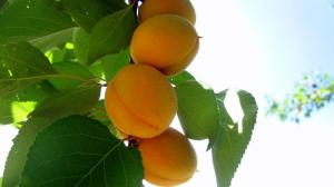 В даний час українські садівники продають абрикос невеликими партіями по ціні в 50 – 60 грн/кг