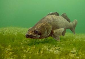Між Херсоном і Дніпро-Бузьким лиманом загинуло близько восьми тисяч т товарної риби