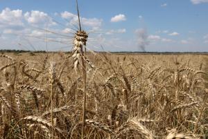 Минулого тижня путін підтвердив вихід рф з зернової угоди