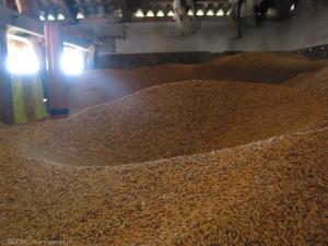 Низькі закупівельні ціни свідчать про те, що інтересу до закупівлі зерна немає
