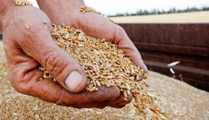 У липні рф відвантажила 4,4 млн т пшениці