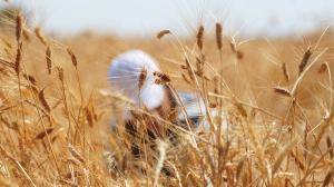 У 2023 – 2024 роках запаси пшениці знизяться до найнижчого рівня за останні 16 років