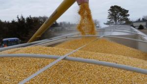 Україна є провідним світовим виробником і експортером зерна