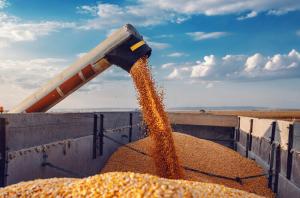 На польських сайтах нещодавно з’явився перелік компаній-імпортерів зерна з України