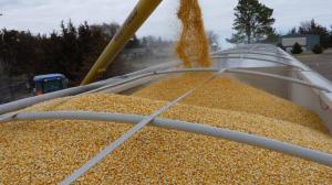 Україна експортувала 6,82 млн т зерна в сезоні 2023 – 2024  року