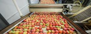 Польські промислові переробники яблук змушені постійно підвищувати ціни.