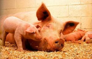 У свиней дуже розвинені органи нюху і вони охоче поїдають їжу, яка смачно пахне