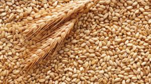 Зазначене зерно та інше майно планують продати на конкурсних засадах