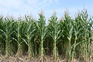 Міжнародні ціни на фуражне зерно впали на 5,6%