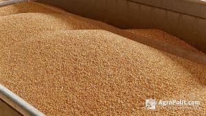 Наразі триває обговорення законопроекту проти торгівлі чорним зерном