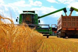 Урожай зернових збільшився на 24,2%