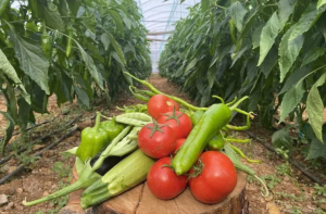 Збільшення експорту томатів з Туреччини до 538,72 мільйонів доларів у 2023 році є подією, яка приносить щастя