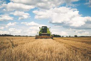 На гектарі кукурудзи аграрії втратили $227, а збиток з гектара озимої пшениці сягнув $19.