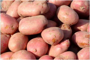 У порівнянні з 2023 роком, картоплю продають у чотири рази дорожче