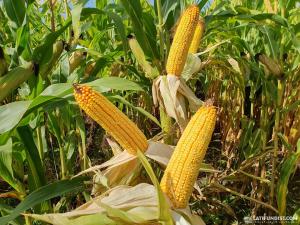 Спочатку треба визначитися, на які саме потреби буде вирощуватися кукурудза