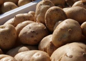 На українському ринку картоплі є дефіцит якісної продукції