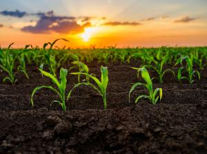 Соняшник і кукурудза – культури, що зазвичай висіваються з широким міжряддям