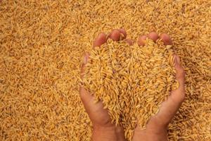13,84 млн т припадає на пшеницю
