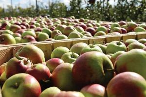 У середньому по ринку ціни на яблука на 25 – 30% вищі, ніж у попередній рік