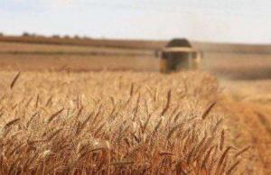 Прогноз щодо окремих зернових культур на поточний рік передбачає збір 52,4 млн. т