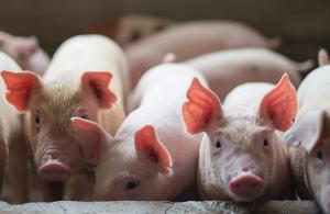 Приплив імпортної свинини у квітні зріс у 3,5 рази проти рекордно низького березневого показника