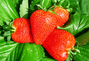 Ціна на полуницю садову в Україні сьогодні в середньому на 23% вища
