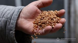 В Україні виник дефіцит жита й пшениці найвищих класів