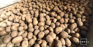 Росіян, які продають картоплю не як індивідуальні підприємці, будуть штрафувати