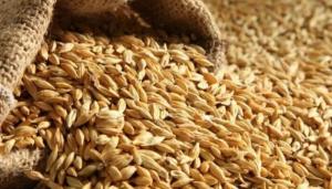 Новий механізм експортних цін поширюватиметься на поставки пшениці, кукурудзи, соняшникової олії