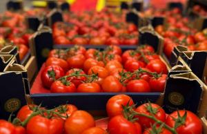На сьогоднішній день великі тепличні комбінати готові відвантажувати томати по 48-65 грн/кг