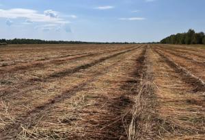 Причиною цікавості до конопель є спрощення їх промислового вирощування