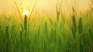 В українському агросекторі продуктивність праці завдяки технологіям у 2,8 рази вища, ніж у ЄС