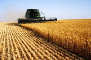 Успіху України сприяло швидке збільшення виробництва кукурудзи
