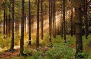 Документ пропонує продовжити мораторію на експорт необробленої деревини до 20 років