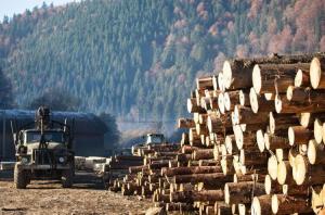 Проєкт припиняє практику за якою постійні лісокористувачі укладали прямі договори купівлі-продажу