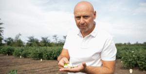 Аграрії, які вирощують бавовник можуть подати заявку у «ДАР» на відповідну бюджетну дотацію