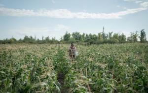 Погодні умови впродовж першої декади липня завдали збитків посівам