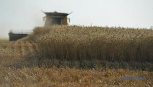  У січні – липні 2025 року індекс агропродукції в Україні становив 81,5% до січня – липня торік.
