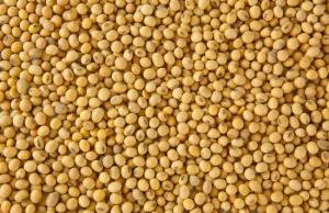 Наразі переробні підприємства озвучують ціни попиту в основному в межах 16500-16700 грн/т