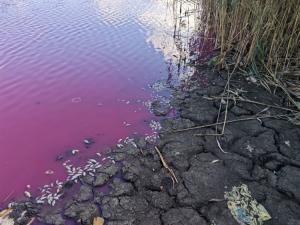 Під час огляду водного об’єкта рибпатрульними встановлено загибель молоді карася сріблястого